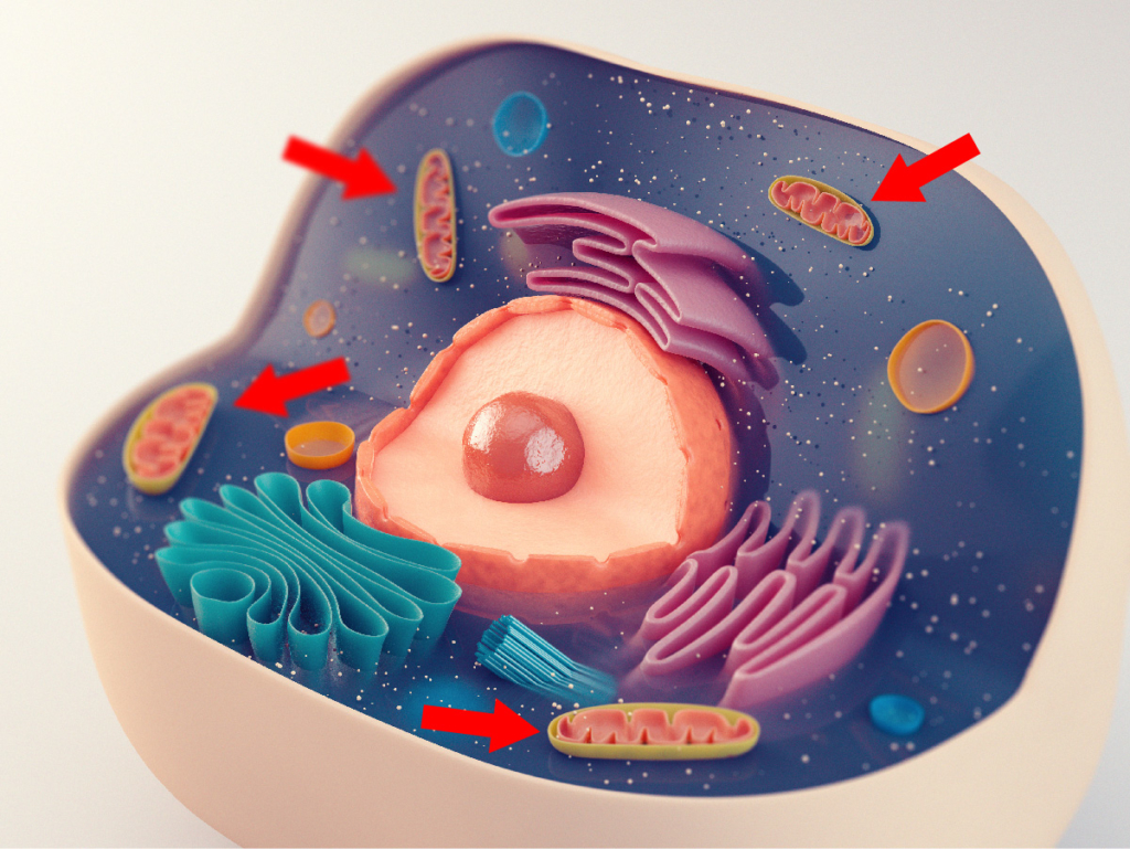 Mitochondriale Medizin, vier Mitochondrien im Querschnitt