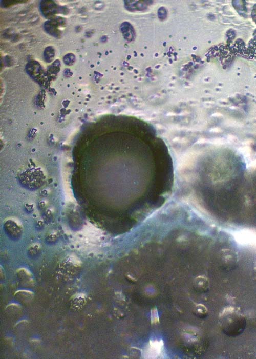Dr. Masaru Emoto Wasserkristalle Handystrahlung vor der Strukturierung